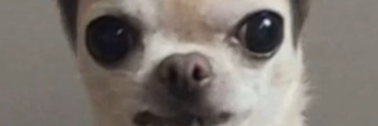 papa banner