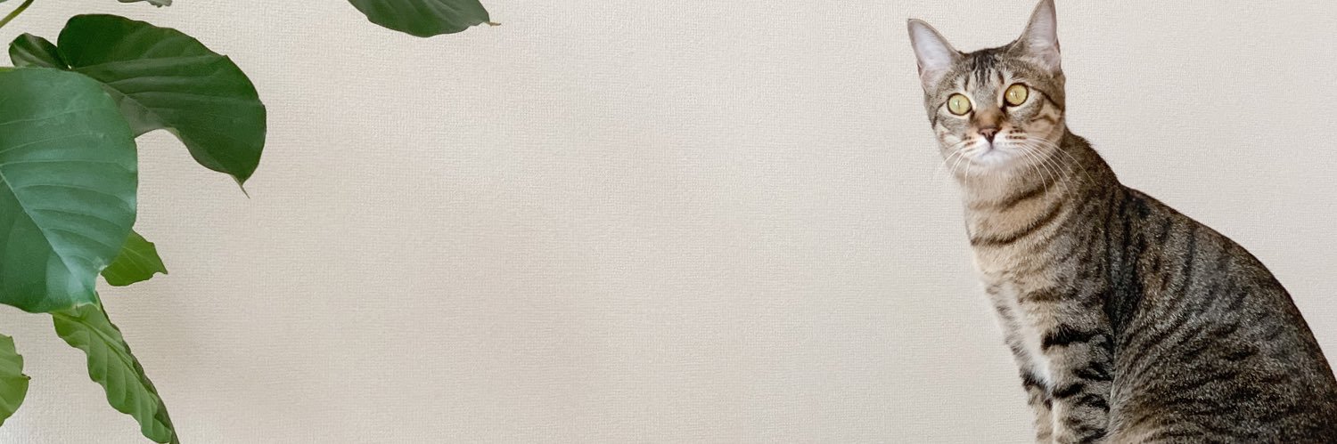 Meow-stro(ミャオストロ) Cat NFT artist banner