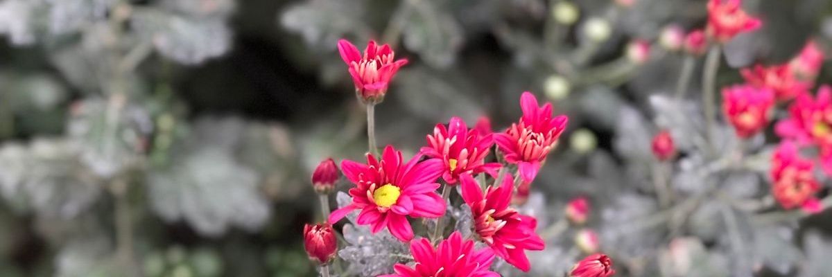 denbhima's profile banner image