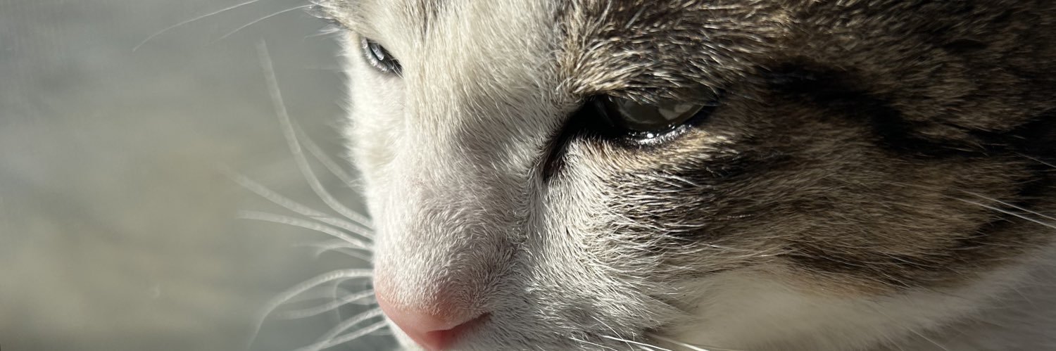 Lapisrazuri6's profile banner image