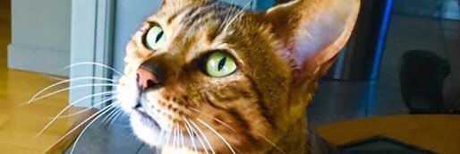 Lozza4562's profile banner image
