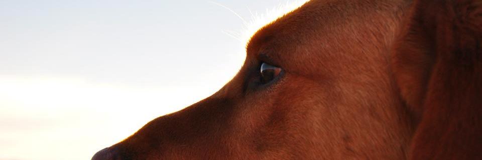 steleone87's profile banner image
