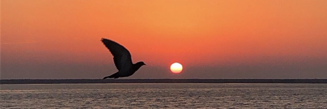 мσнαммєɖ-αℓвαɖƖ banner