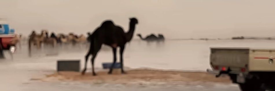 نبہٰ۪۬𝓝ض | ᥫ᭡ 𓆪 🍂📸 banner