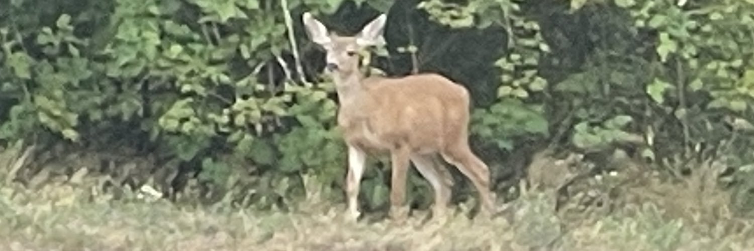 John Tolenson 🇨🇦 banner