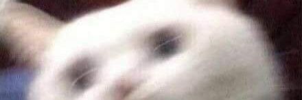 CatPspsps.eth banner