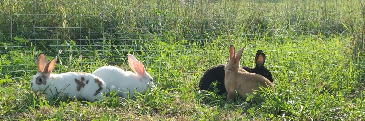 Gengarnet - 🐇we do a bit of trolling🐇 banner