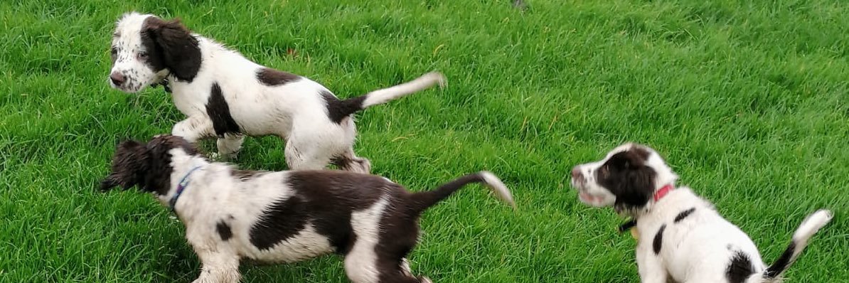 Arthur the Springer banner