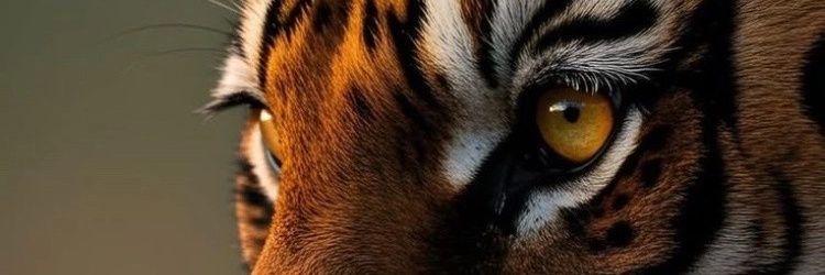 رباعية القرن🏆🏆🏆🏆 banner