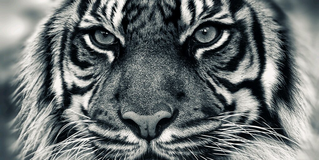 Hey_Finn_'s profile banner image