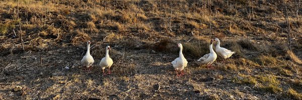 burrenthesecond Profile Banner