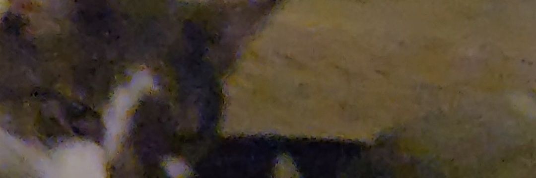 WiggleWeeWoggle's profile banner image