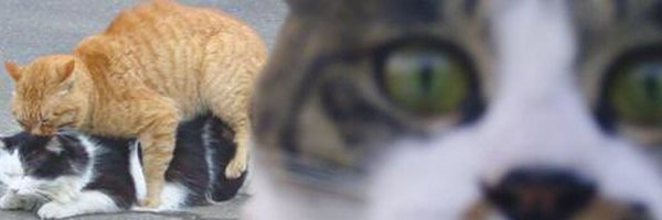 cutedogcs Profile Banner