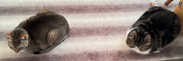 balon_bot Profile Banner