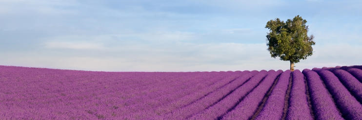 MaeThomps's profile banner image