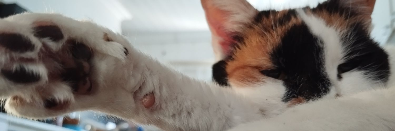 Ames🏳️‍⚧️🏴🔞 banner