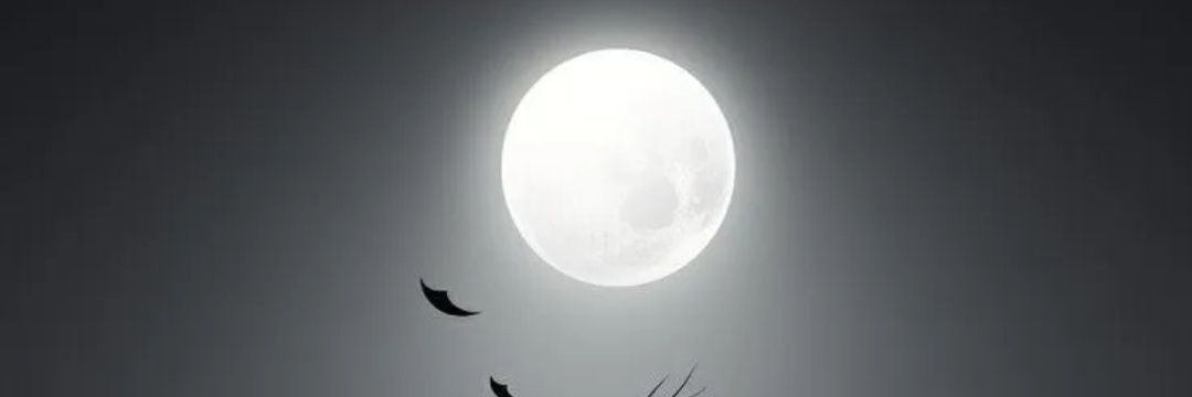 LoLoh_14_'s profile banner image