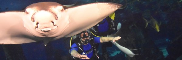 DMorris_Star Profile Banner