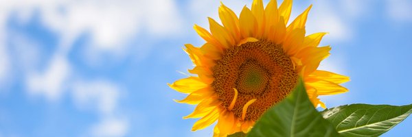 _NourArt_ Profile Banner