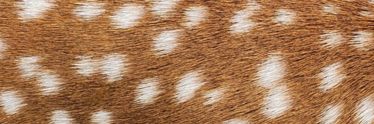 michelangelo⭐️⸆⸉ | saw lorde banner