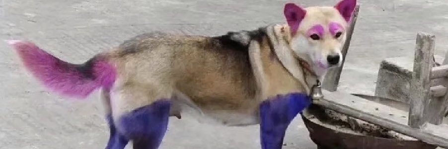 localdog290e's profile banner image