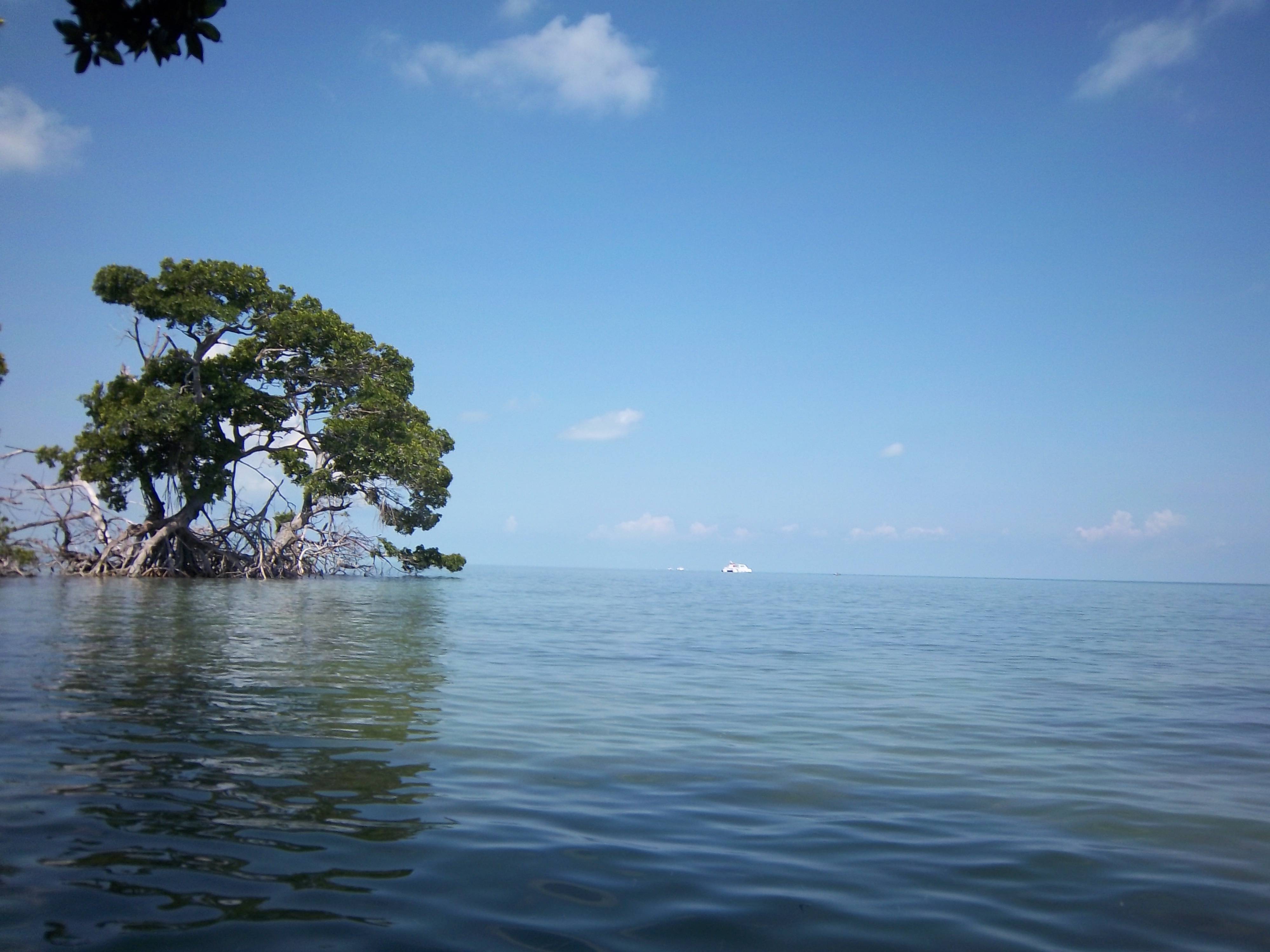 Samatha Rankin banner