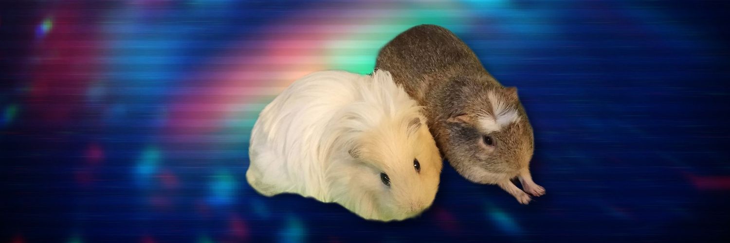 GuineaOnCrack's profile banner image