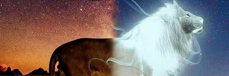 🐾⚜️Lioness⚜️🐾 banner