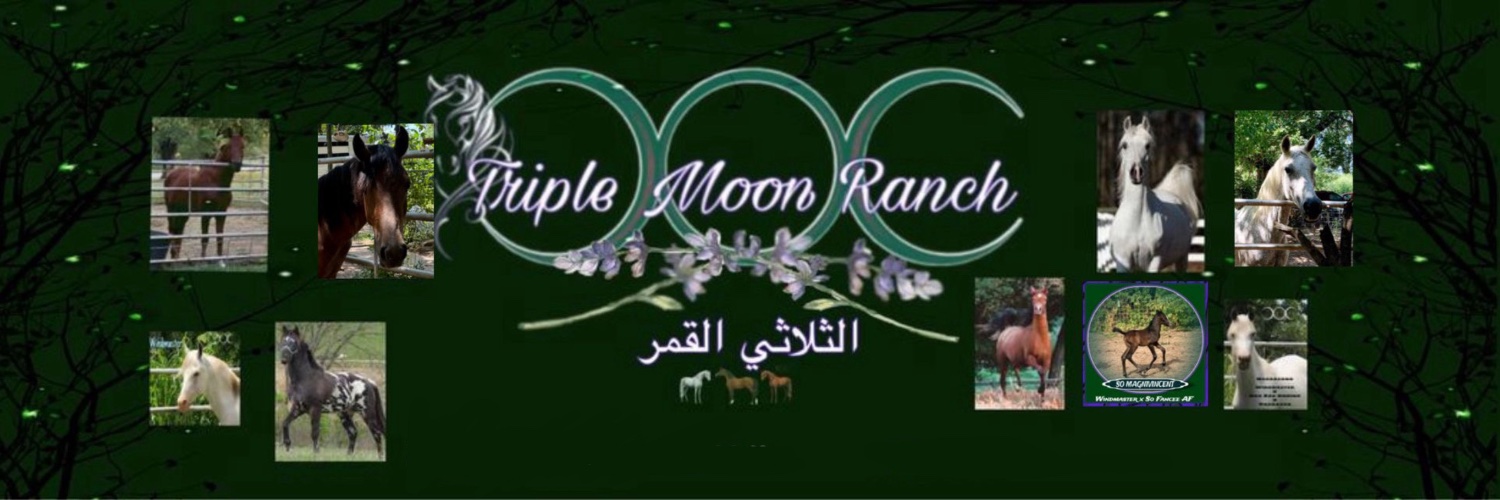 3moonranch's profile banner image
