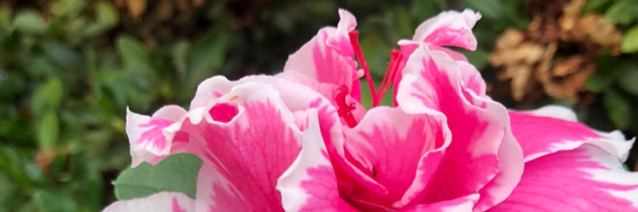 floraaa______'s profile banner image