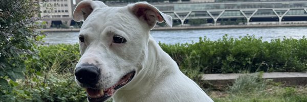 BrascoBets Profile Banner