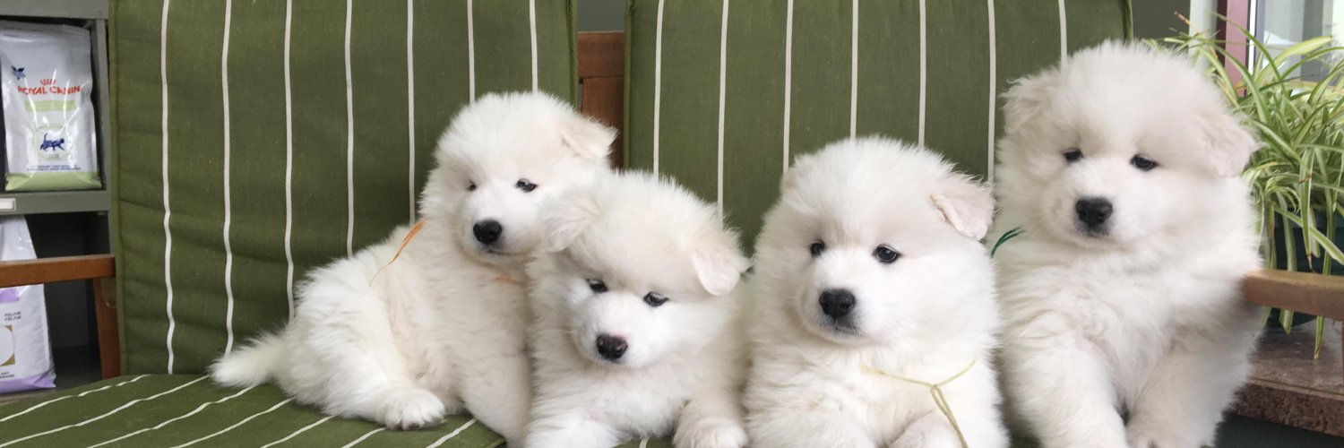 samoyed daily ☁️ banner