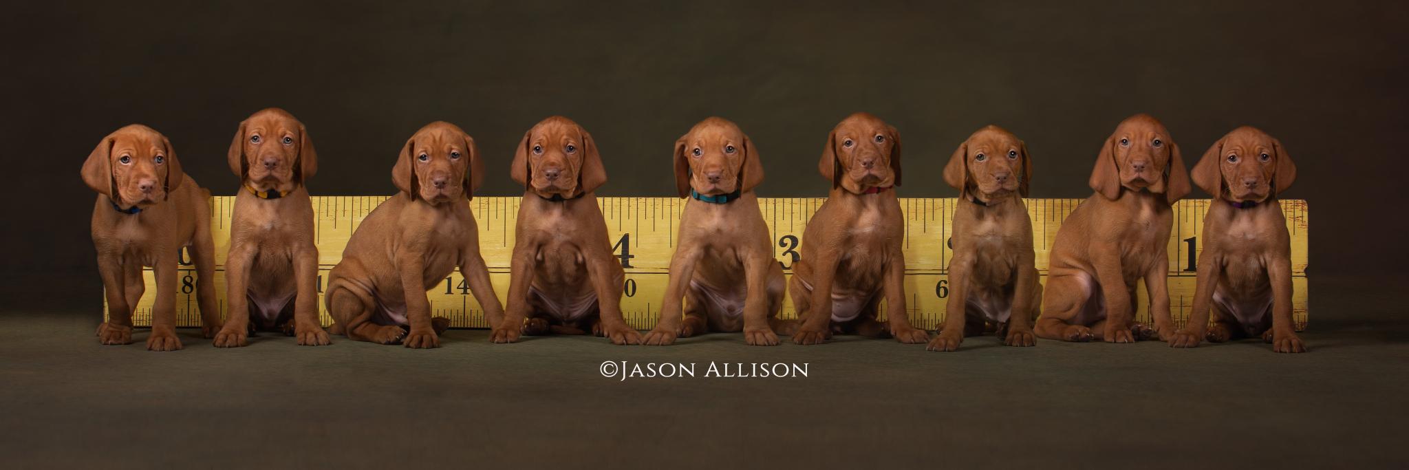 The Guild of Photographers banner