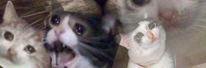 melisonte_'s profile banner image