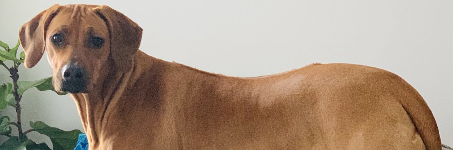 guntotingranny's profile banner image