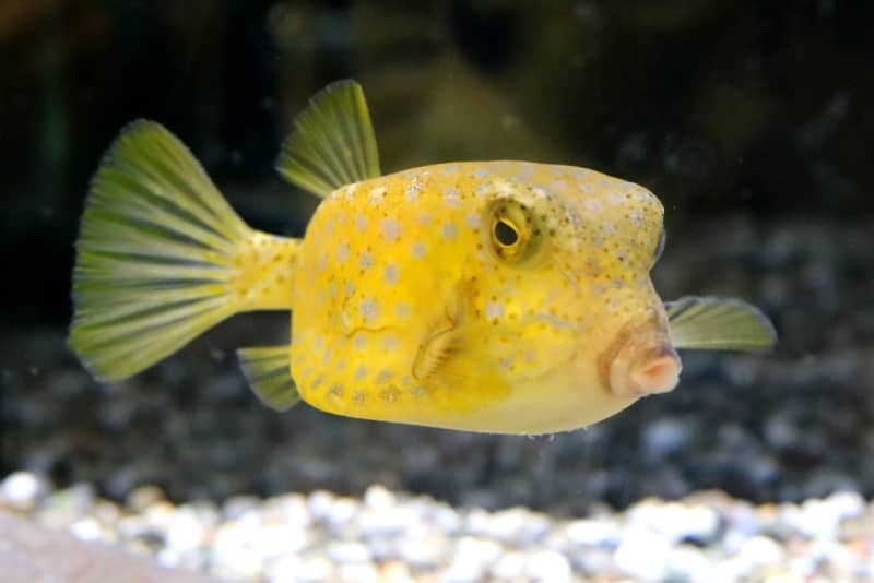 postmod💎.bnb 🛡️🐐❤️.base.eth banner