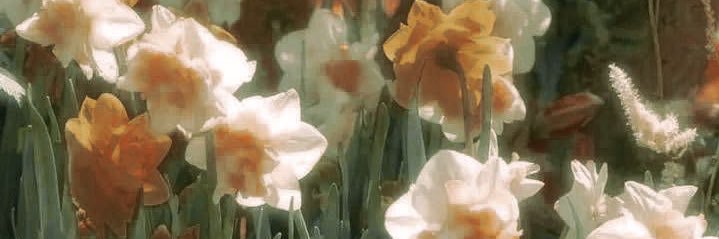 di🌻 banner