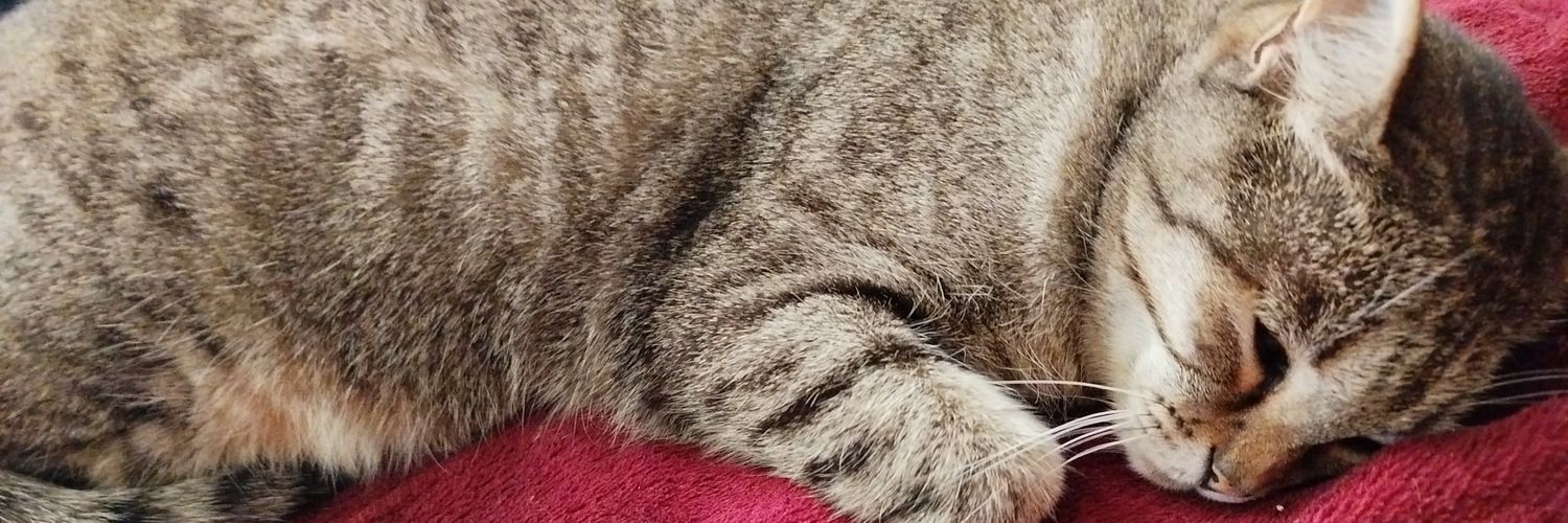 Cemita Premium 🫓🎽 banner