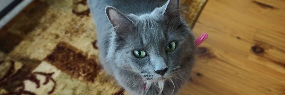 NicoleJacobs's profile banner image