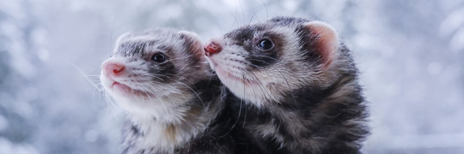Ferret Zone banner