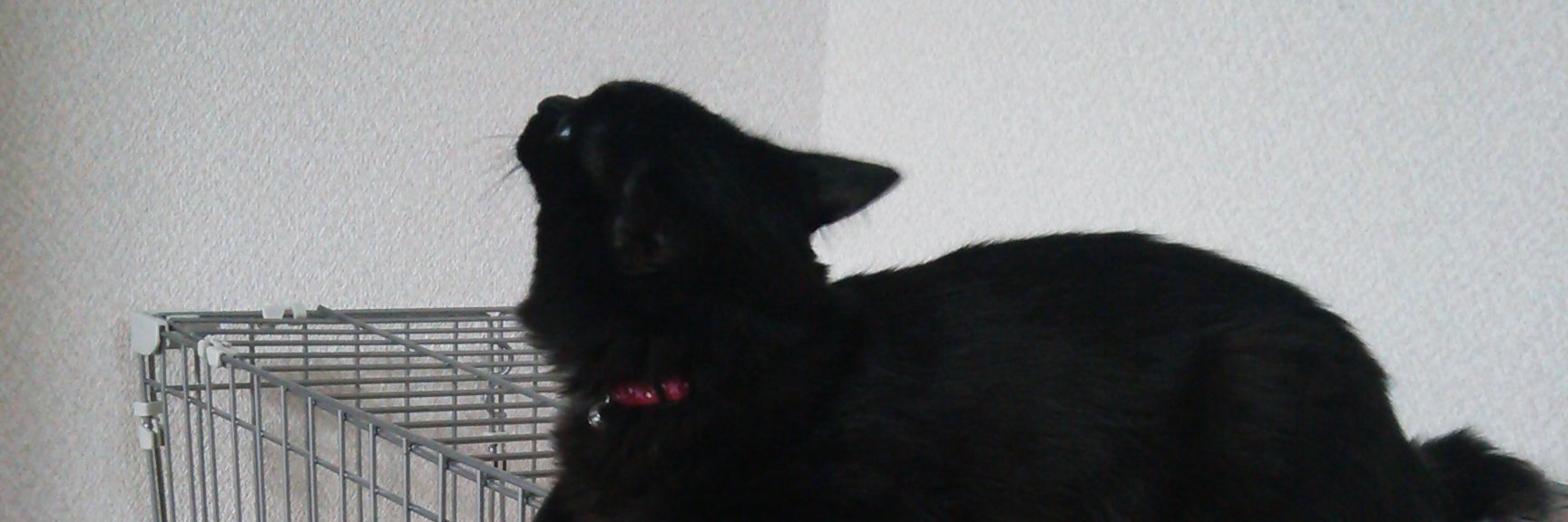 切江＠「転移先で転生したら冷遇からの溺愛コースに入りました」4月発売✨ピスタッシュ・ノヴェルス様 banner