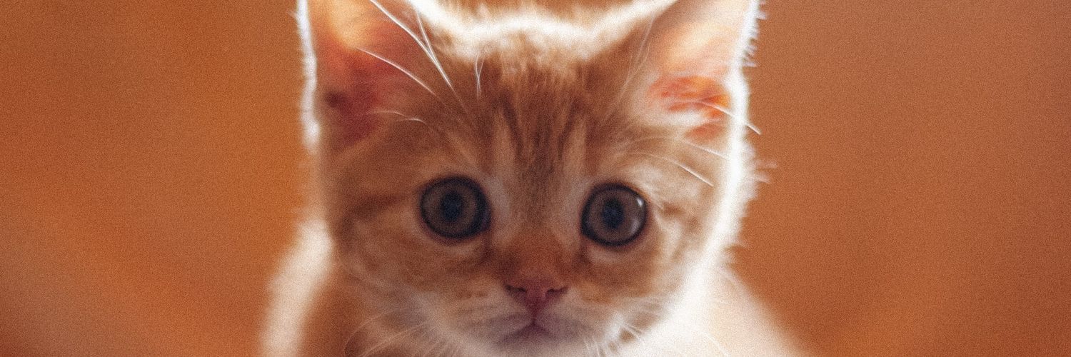 kittenspaghetti's profile banner image