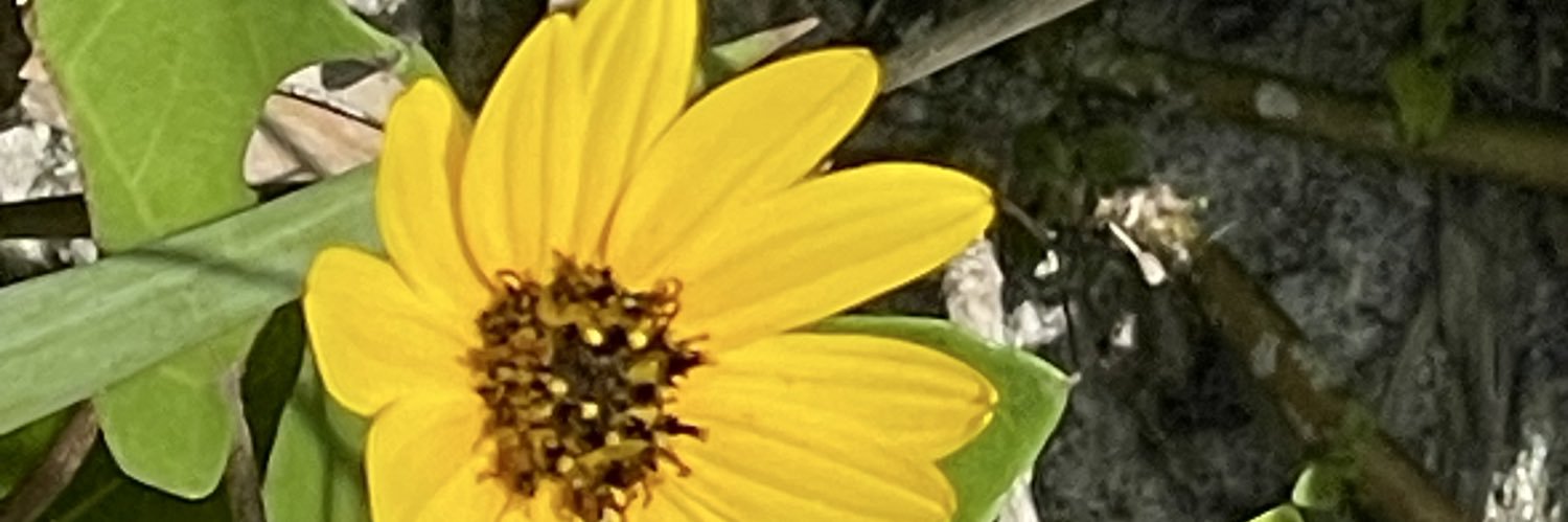 Jennifer Moody's banner