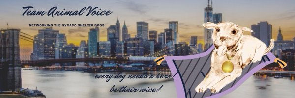 TAPNYACC Profile Banner