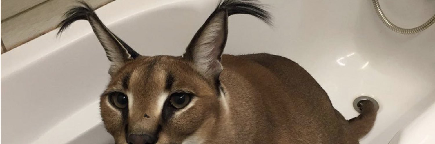 TrudeauCostume's profile banner image