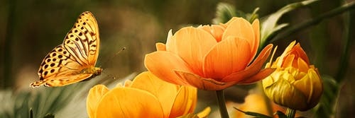 Calista Ernov banner