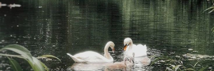 Sav✨🦢 banner