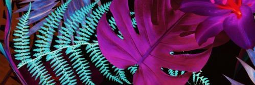 SeraTemple's profile banner image