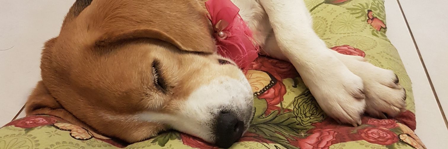 CaamiilaCami's profile banner image
