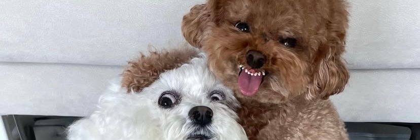 TobyYyioo's profile banner image